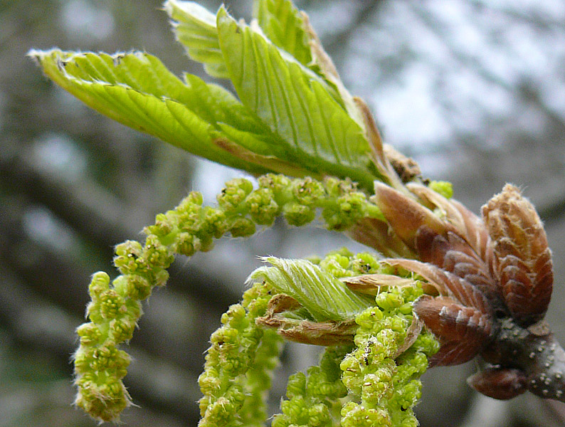 Image of Quercus iberica specimen.