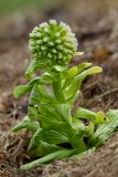 Petasites amplus