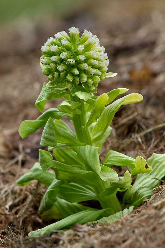 Image of Petasites amplus specimen.