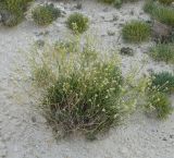 Lepidium meyeri