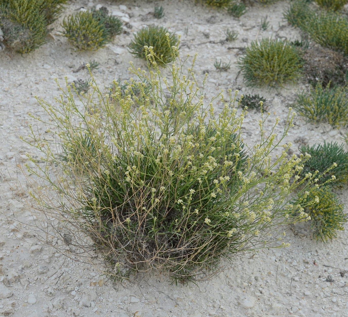 Изображение особи Lepidium meyeri.