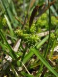Carex serotina. Верхушка побега с соцветием и присоцветным листом. Нидерланды, провинция Friesland, о-в Schiermonnikoog, у тропинки на сыроватом лугу. 24 мая 2010 г.