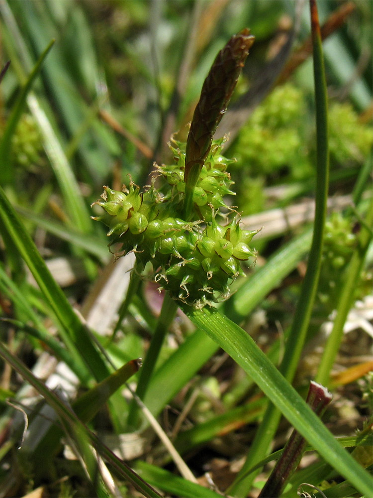 Изображение особи Carex serotina.