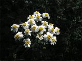 Pyrethrum corymbosum