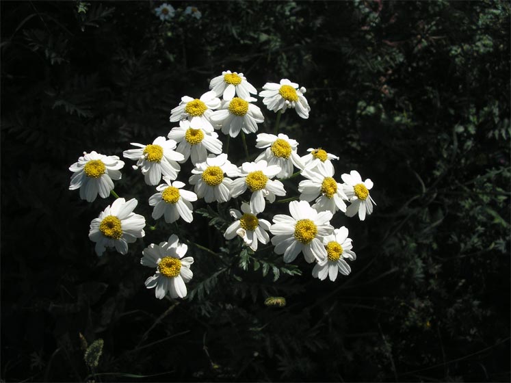 Image of Pyrethrum corymbosum specimen.