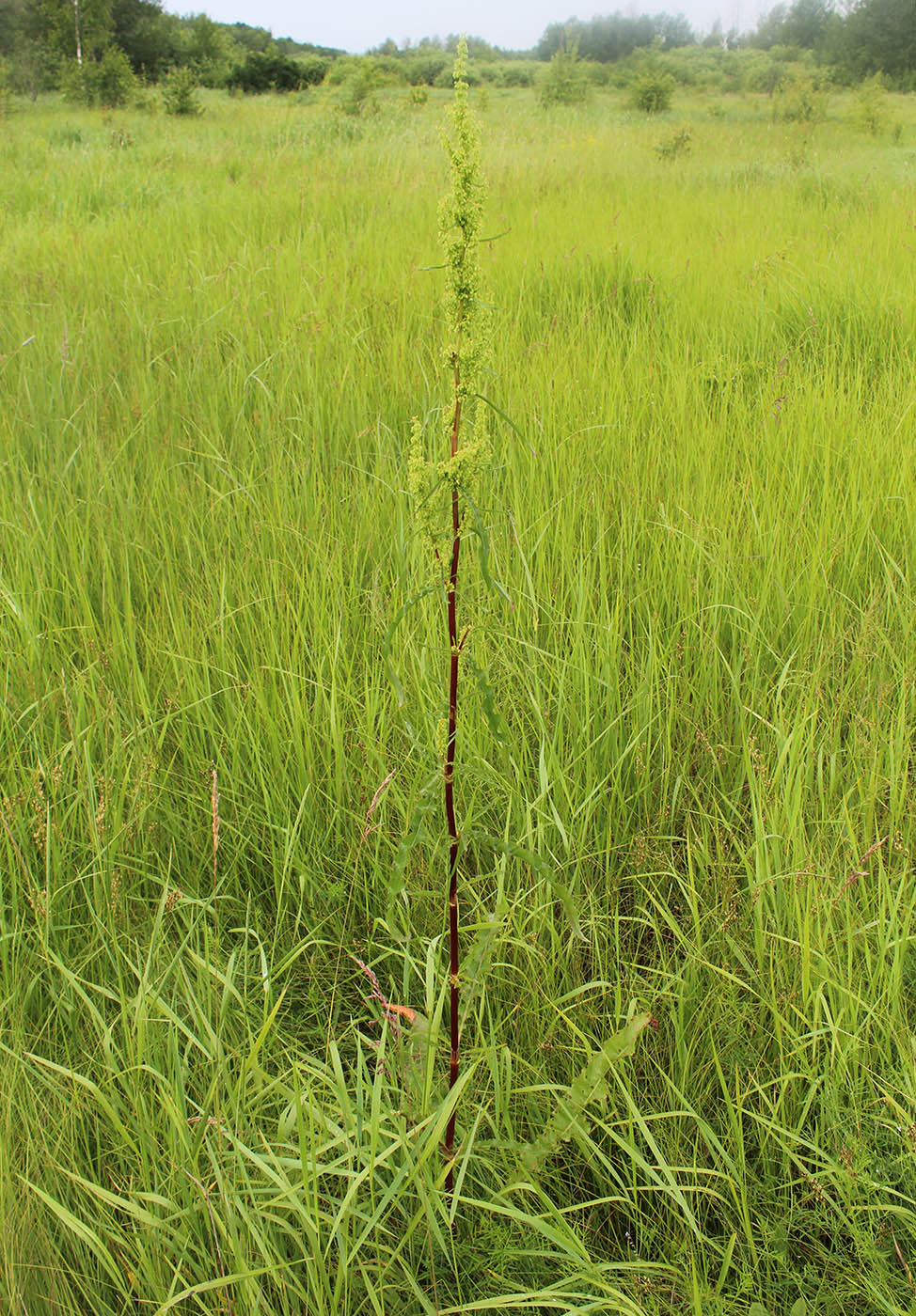 Изображение особи Rumex pseudonatronatus.