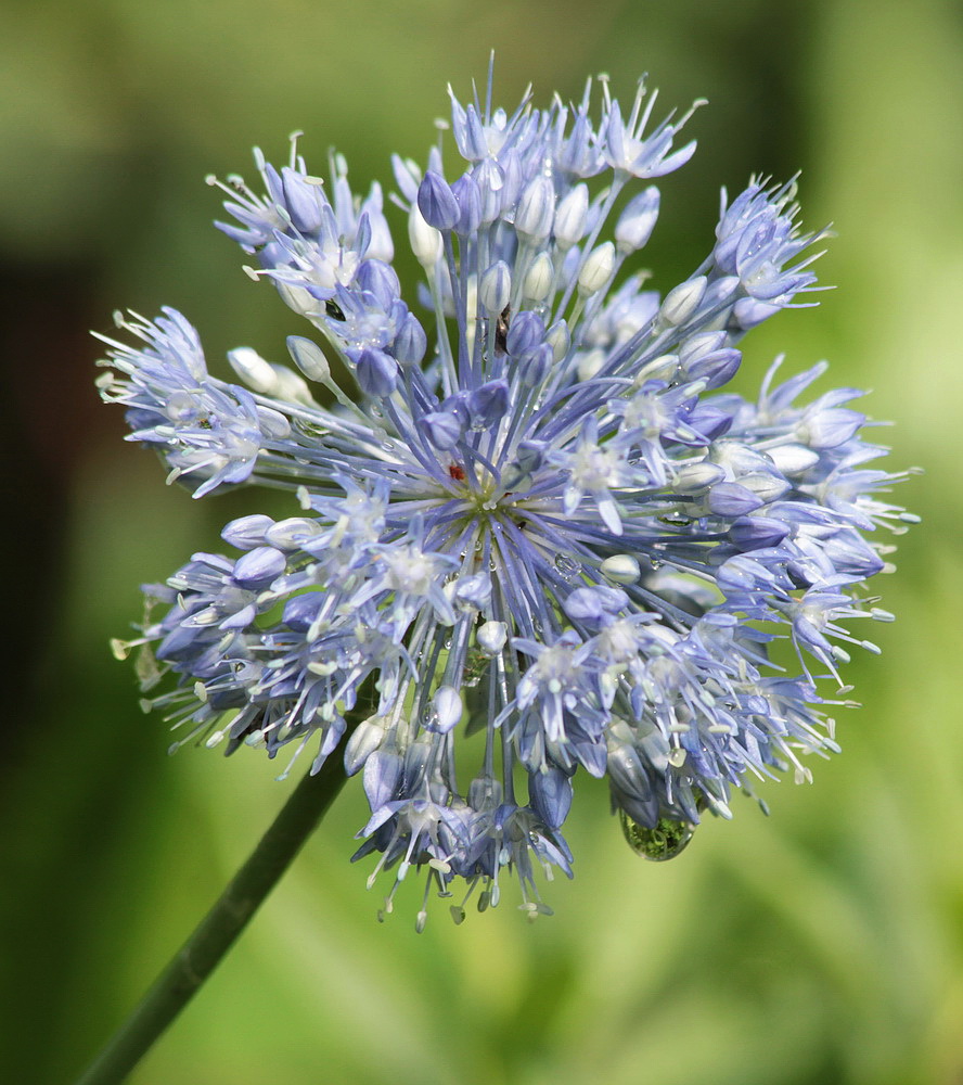 Image of Allium caeruleum specimen.