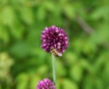 Allium rotundum. Соцветие с фуражирующей пчелой. Крым, Бахчисарайский р-н, Качинский каньон, скала Бурун-Кая, луговой склон. 04.06.2016.