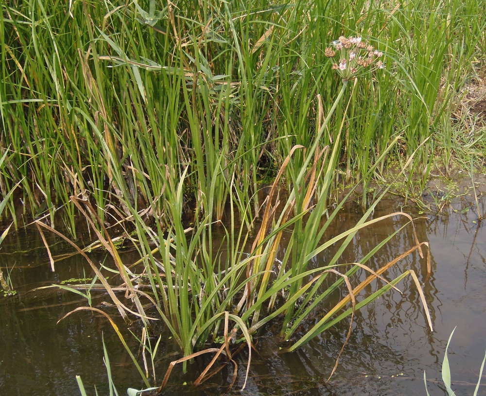 Изображение особи Butomus umbellatus.