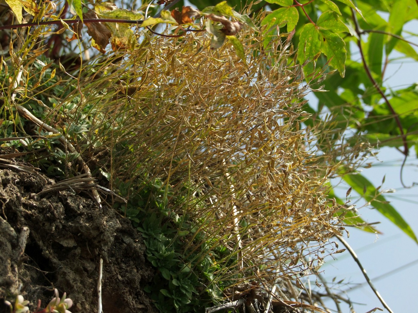 Image of Draba ussuriensis specimen.