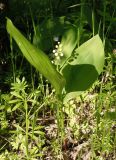 Convallaria majalis. Зацветающее растение. Украина, г. Запорожье, о-в Хортица, южная часть острова, под деревьями. 29.04.2016.