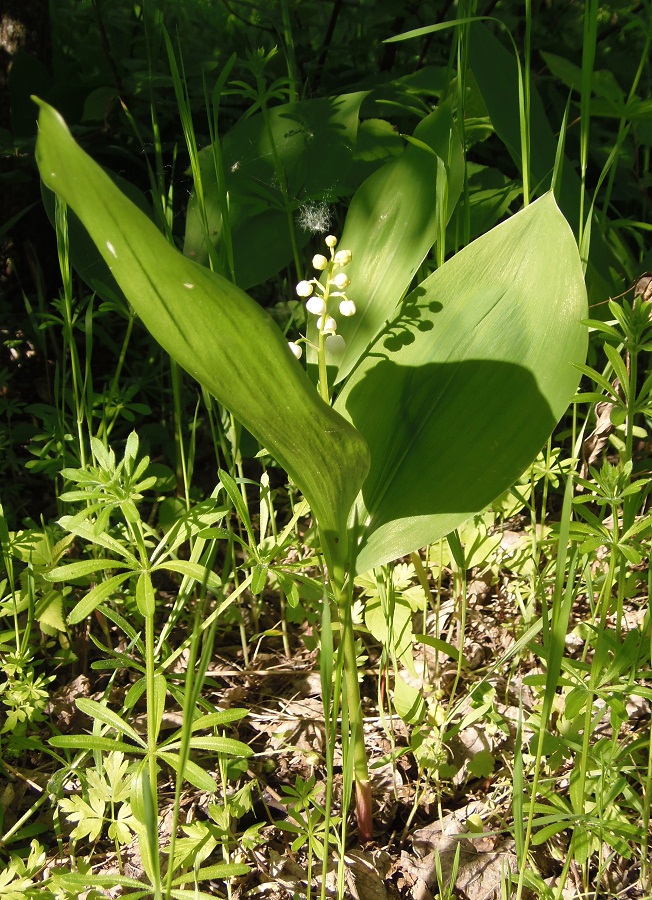 Изображение особи Convallaria majalis.