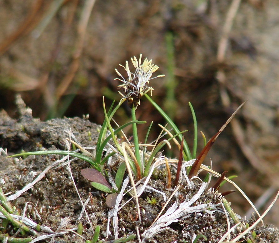 Изображение особи Carex duriuscula.