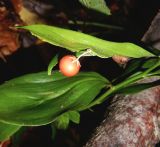 Ruscus colchicus