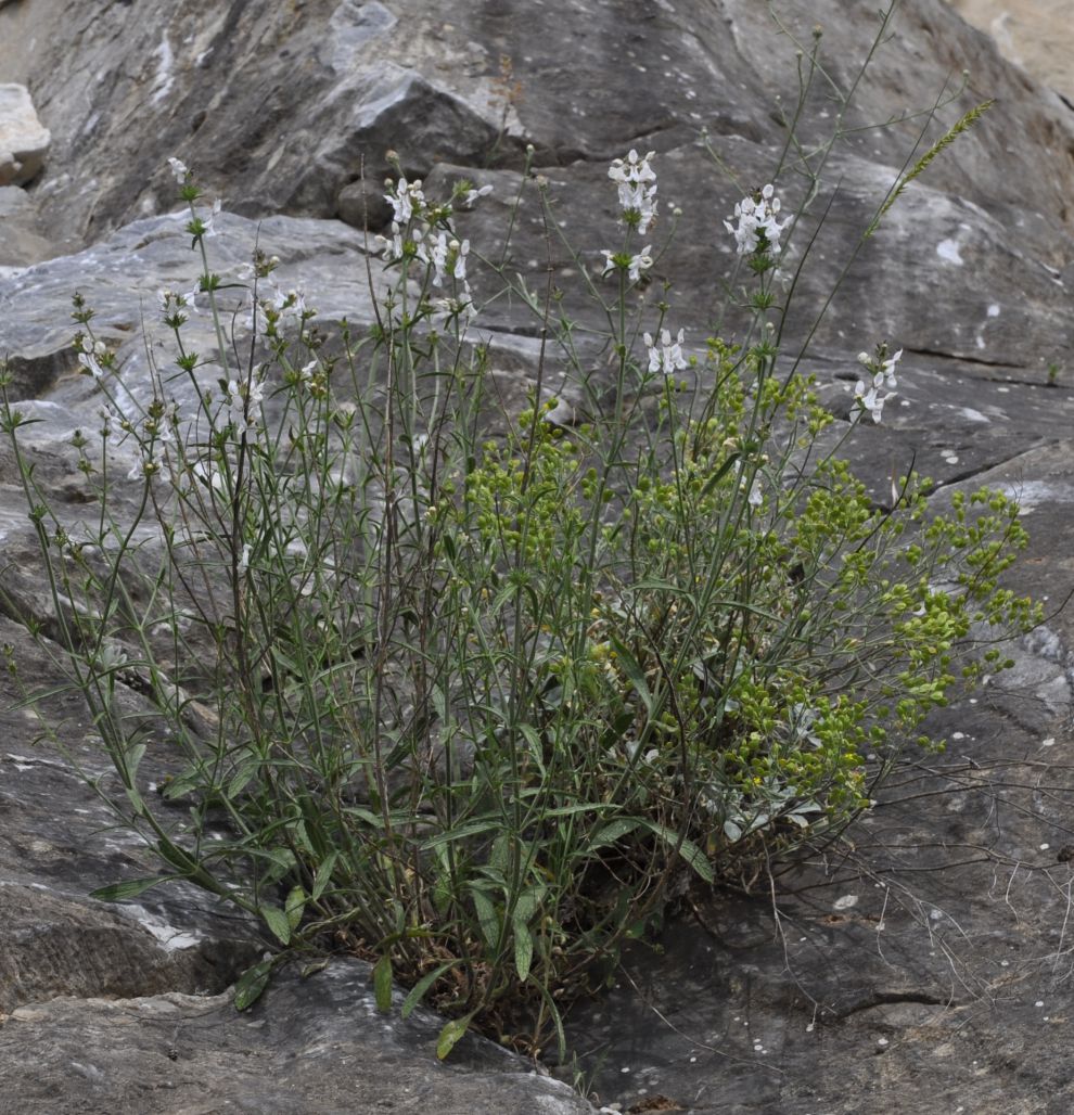 Image of genus Stachys specimen.