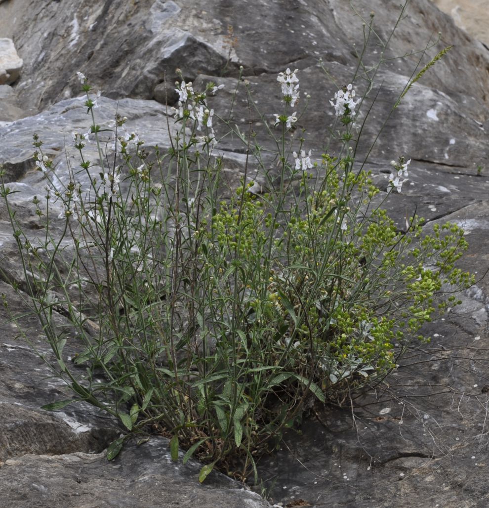 Изображение особи род Stachys.