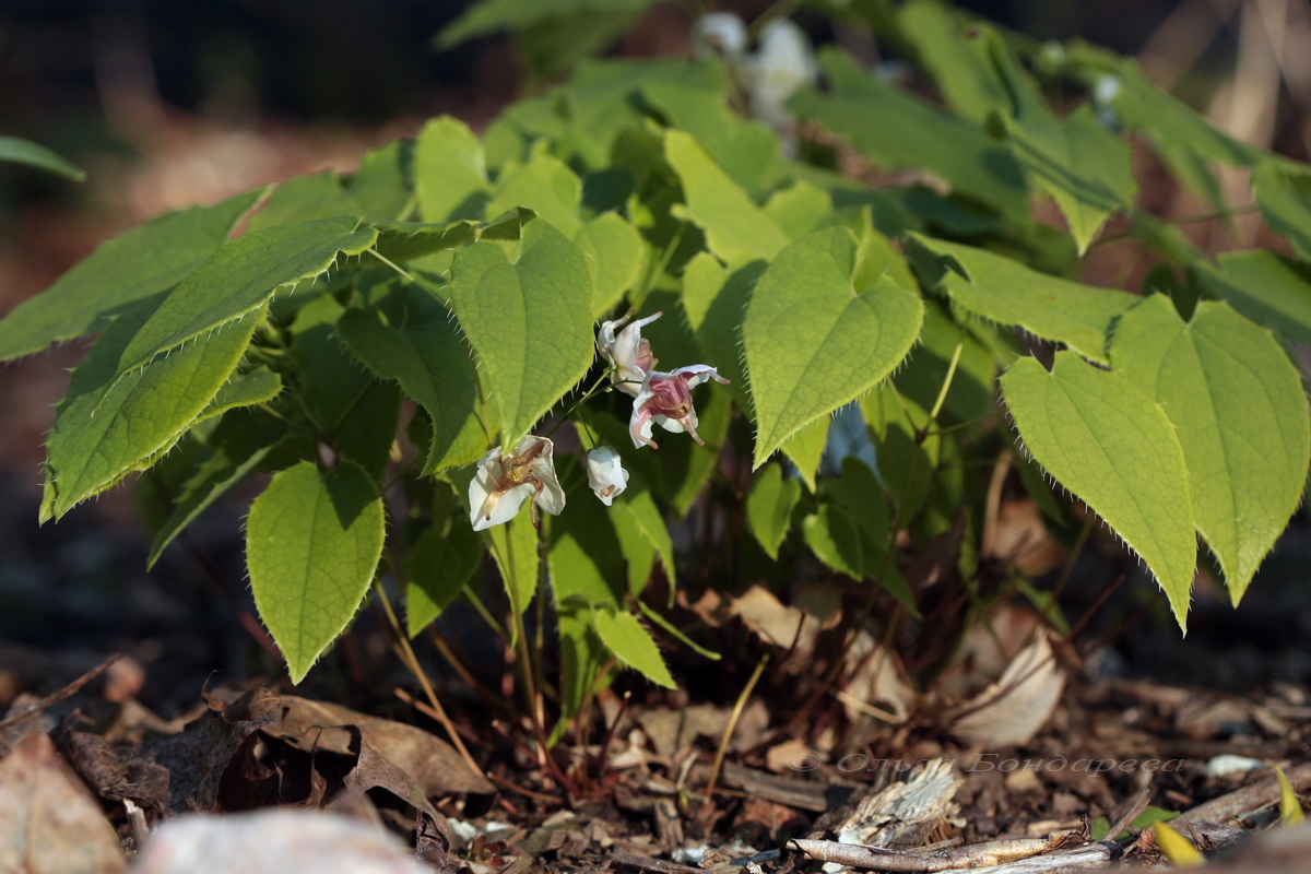 Изображение особи Epimedium epsteinii.