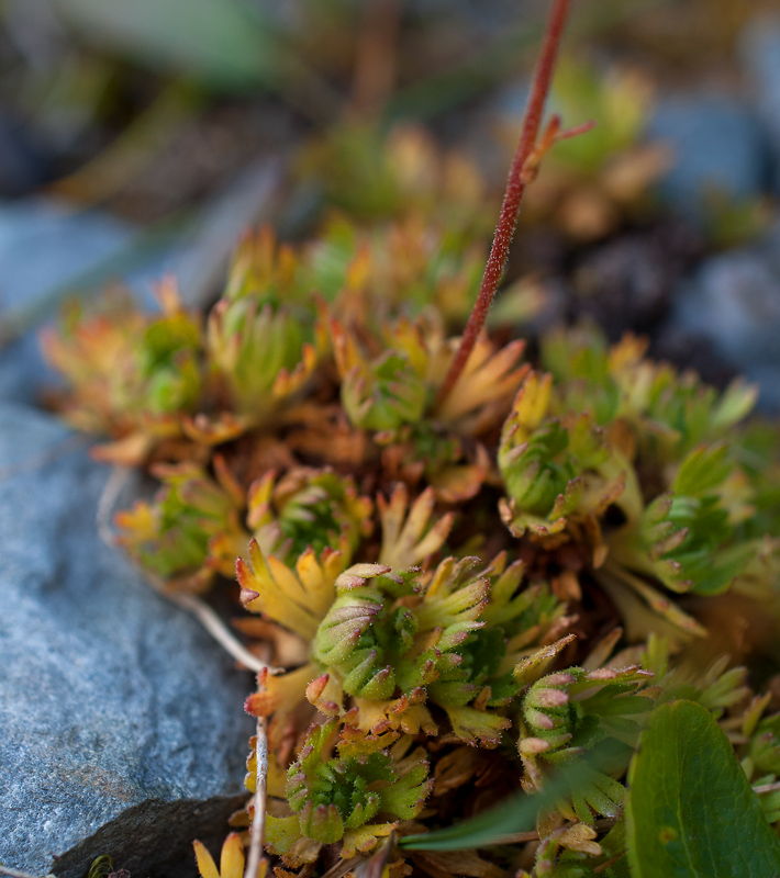 Изображение особи Saxifraga terektensis.