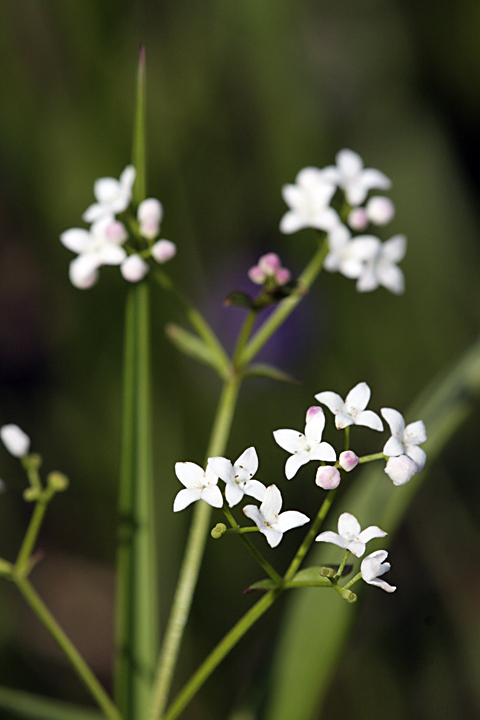 Изображение особи Galium palustre.