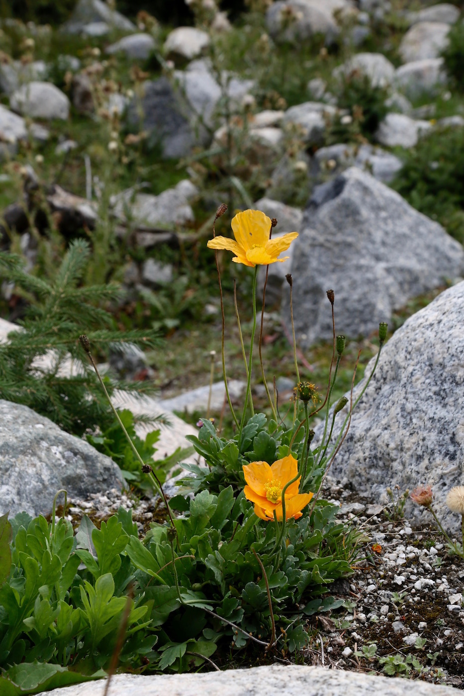 Изображение особи Papaver croceum.