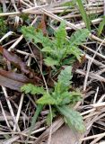 Cirsium setosum. Молодые побеги растения в сообществе с Rumex ssp. Московская обл., г. Электрогорск, пустырь. 02.04.2017.