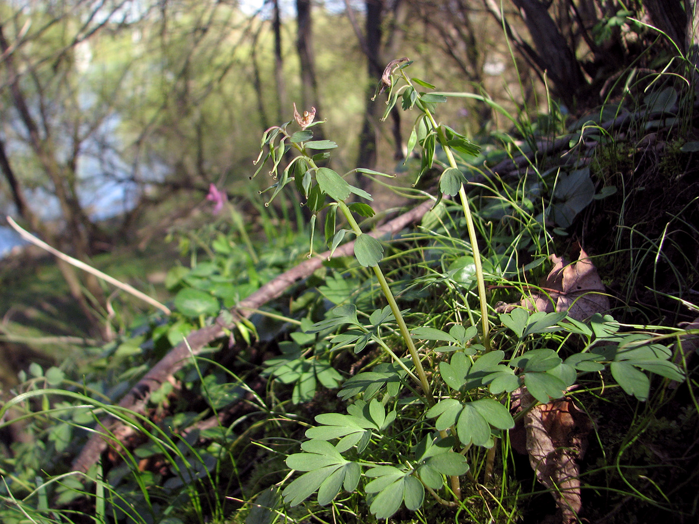 Изображение особи Corydalis solida.