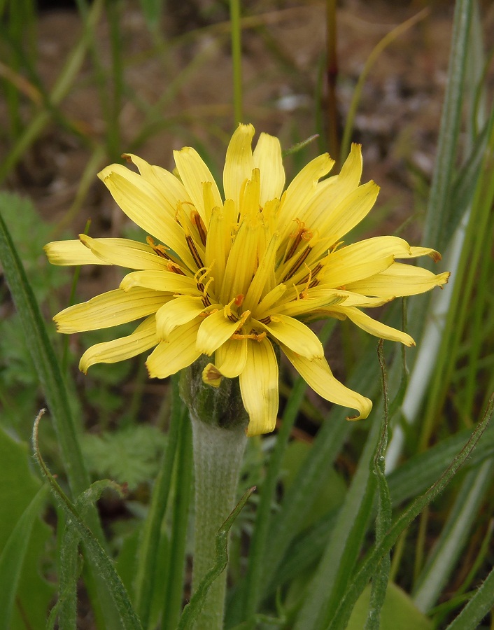 Image of Scorzonera mollis specimen.