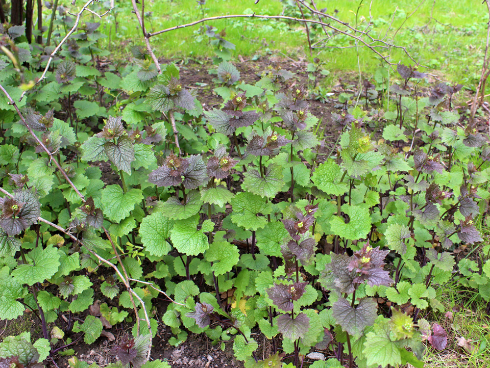 Image of Alliaria petiolata specimen.