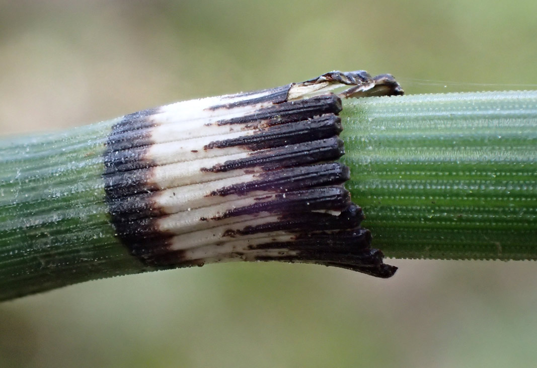 Изображение особи Equisetum hyemale.