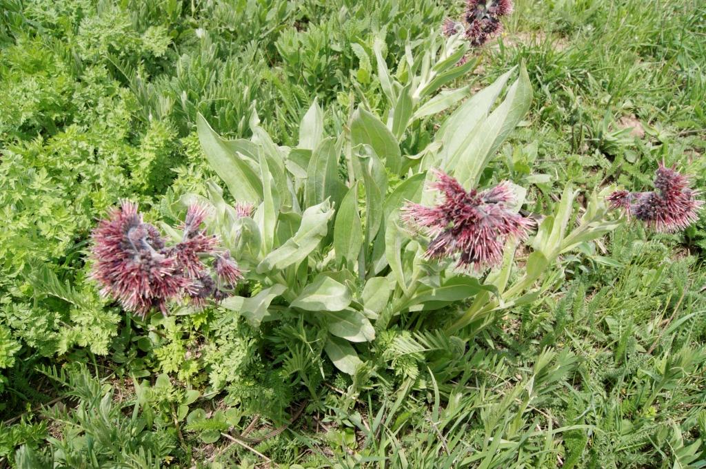 Изображение особи Solenanthus stamineus.