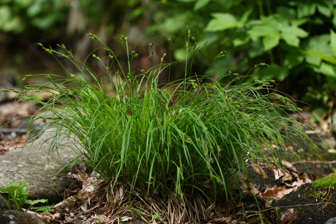 Изображение особи Carex augustinowiczii.