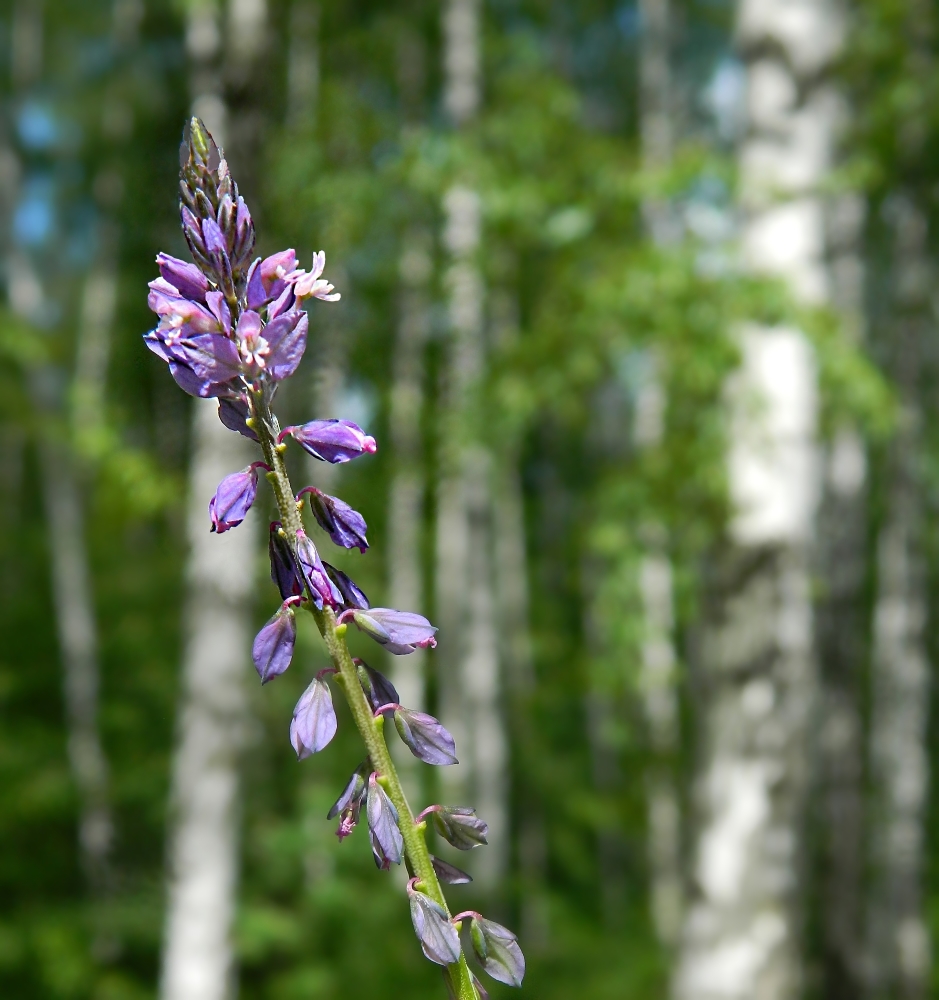 Изображение особи Polygala comosa.