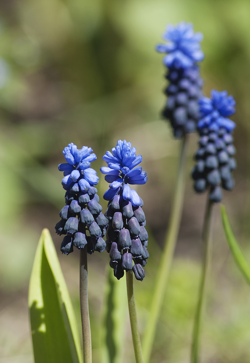 Изображение особи Muscari latifolium.