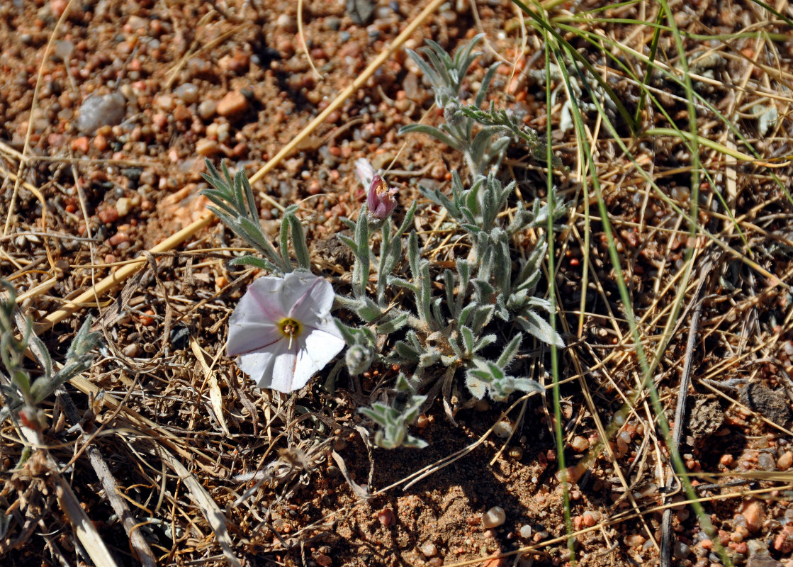 Изображение особи Convolvulus ammannii.