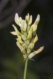 Astragalus cicer