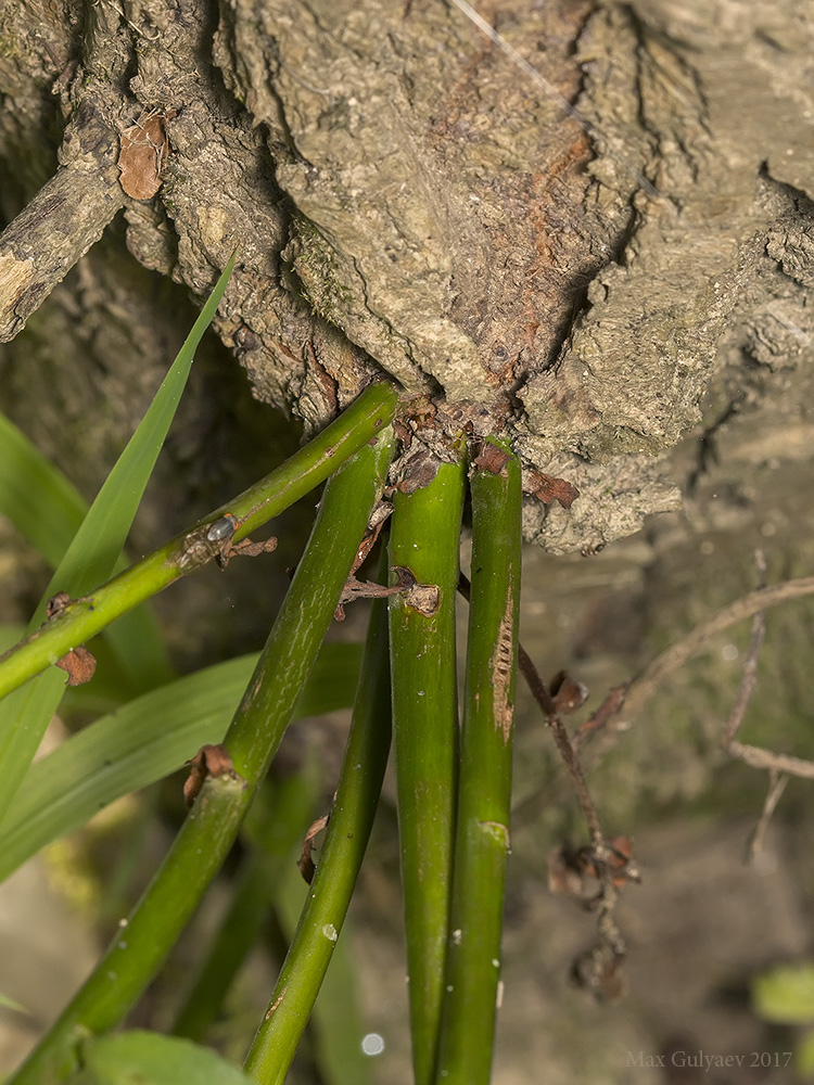 Image of genus Salix specimen.