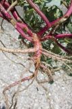 Oxybasis glauca. Нижняя часть побега и верхняя часть корневой системы выдернутого из субстрата растения. Крым, Нижнегорский р-н, заказник \"Присивашский\", песчано-ракушечный берег залива Сиваш близ устья р. Салгир. 10 июля 2017 г.