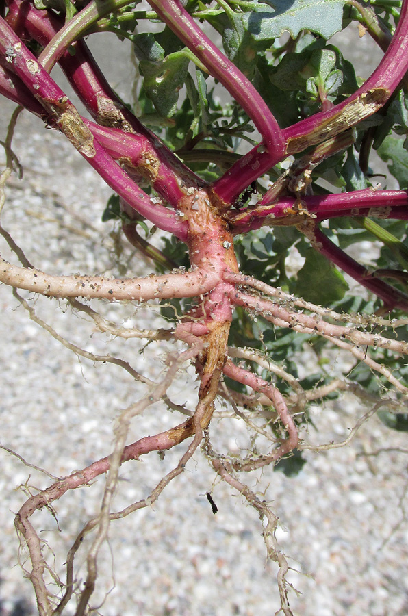 Image of Oxybasis glauca specimen.