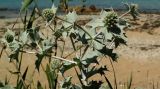 Eryngium maritimum. Верхушки побегов с соцветиями. Крым, Севастополь, пос. Любимовка, прибрежная полоса. 16.07.2017.