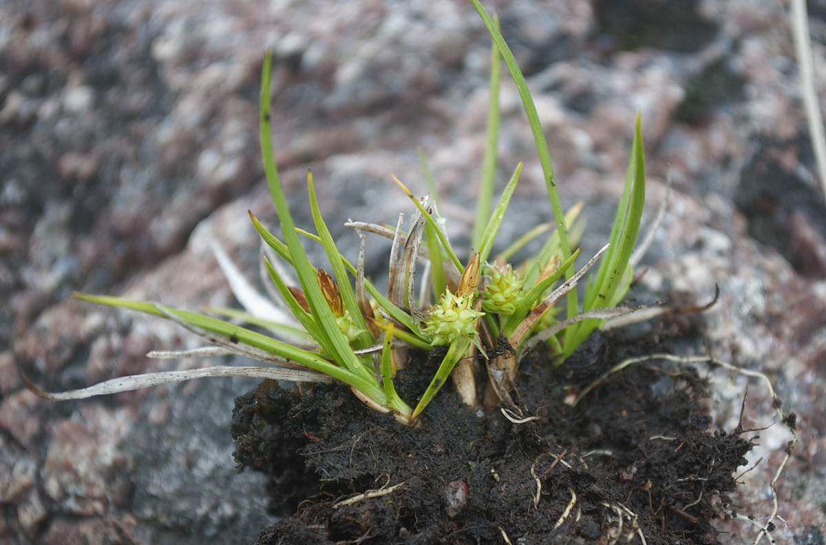 Изображение особи Carex serotina.