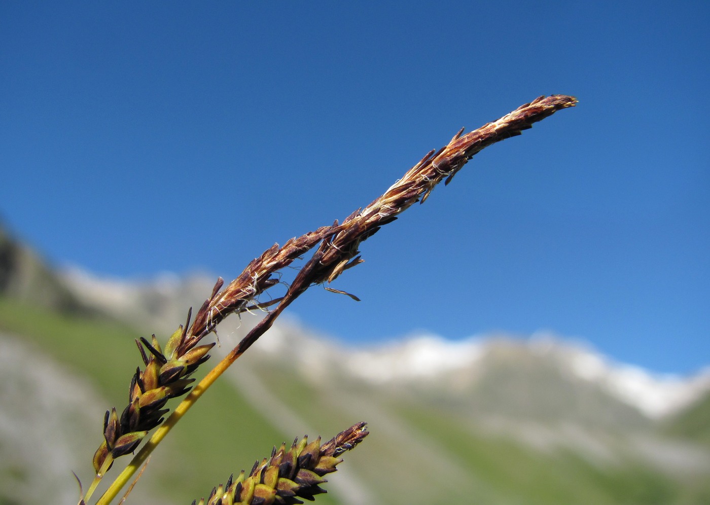 Изображение особи род Carex.