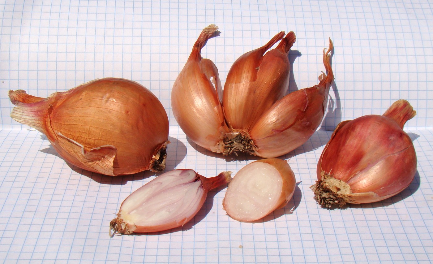 Изображение особи Allium ascalonicum.