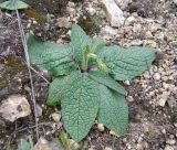 Verbascum phoeniceum