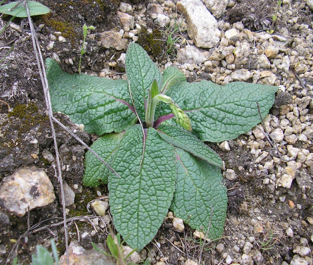 Image of Verbascum phoeniceum specimen.