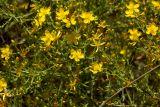 Hypericum triquetrifolium