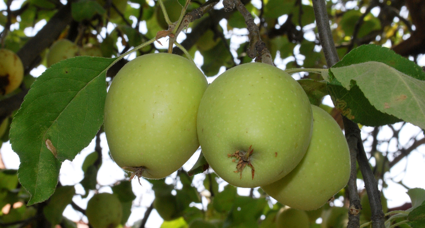 Изображение особи Malus domestica.