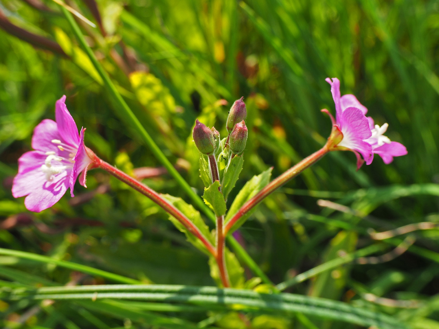 Image of Epilobium hirsutum specimen.