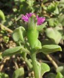 Aptenia cordifolia. Верхушка веточки с цветком. Крым, Черноморский р-н, с. Знаменское, в культуре на клумбе. 17 сентября 2017 г.