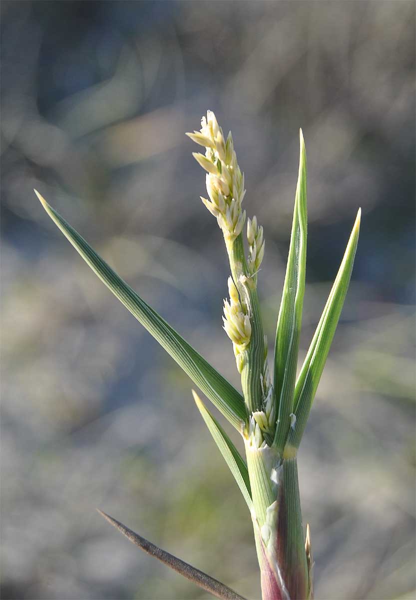 Изображение особи Cladoraphis cyperoides.