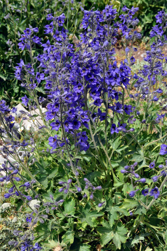 Изображение особи Delphinium oreophilum.